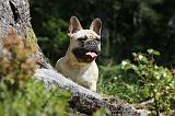 BOULEDOGUE FRANCAIS 077